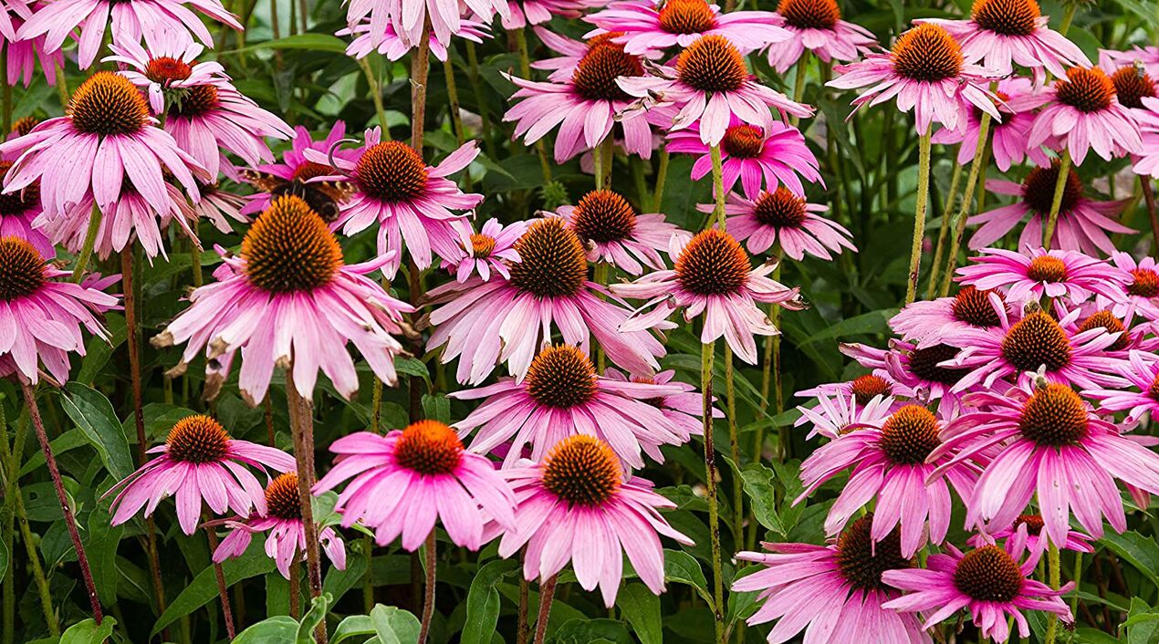 echinacea v Fungostop Plus